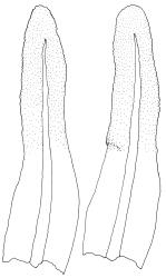 Tridontium novae-zelandiae, stem leaves. Drawn from J.E. Beever 110-36, CHR 611390 (paratype).
 Image: R.D. Seppelt © R.D.Seppelt All rights reserved
